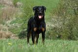 BEAUCERON 591